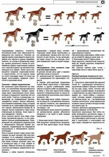 Генетика собак