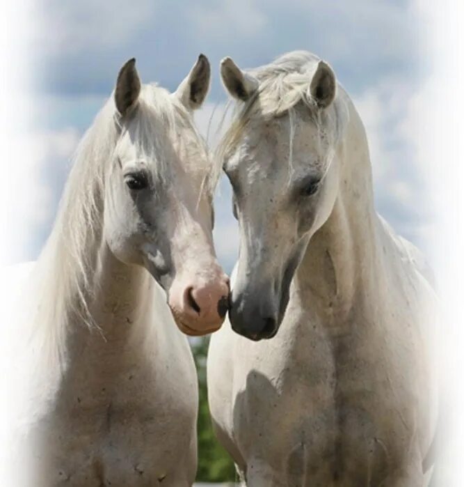 лошадь на побережье. кони в живописи. пара белых лошадей. две красивые белые лошади. две лошади.