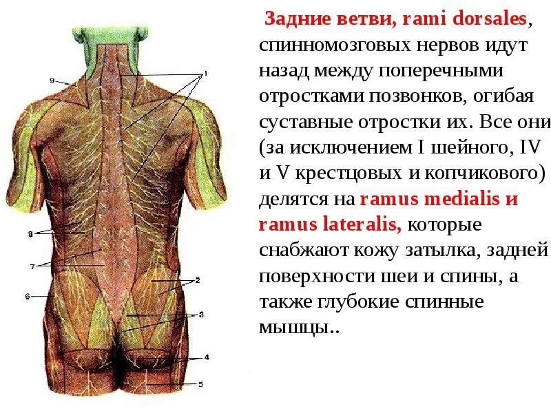Задние ветви грудных спинномозговых нервов. Задние ветви спинномозговых нервов иннервируют. Задние ветви спинномозговых нервов анатомия. Строение и зоны иннервации задних ветвей спинномозговых нервов.
