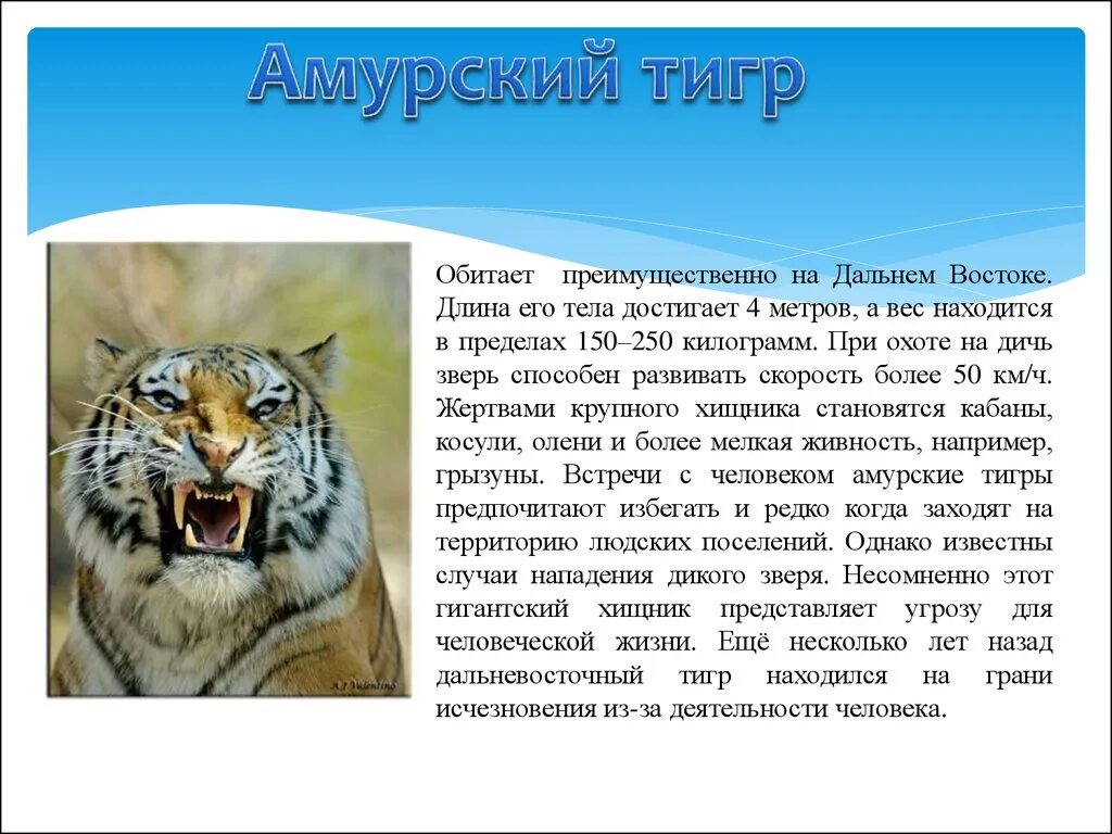 Опасные животные России доклад. Опасные животные для человека рассказ. Сообщение о опасных животных. Опасные животные сообщение. Опасные животные россии на английском