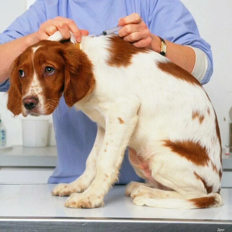 Уколы животным. Вакцинация собак. Собака в ветеринарной клинике. Ветеринар вакцинация