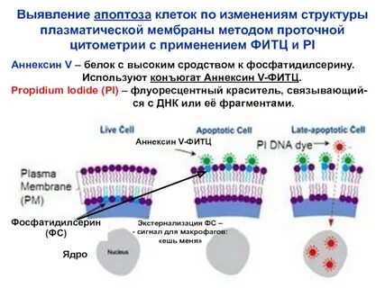 Плазматическая мембрана углеводы