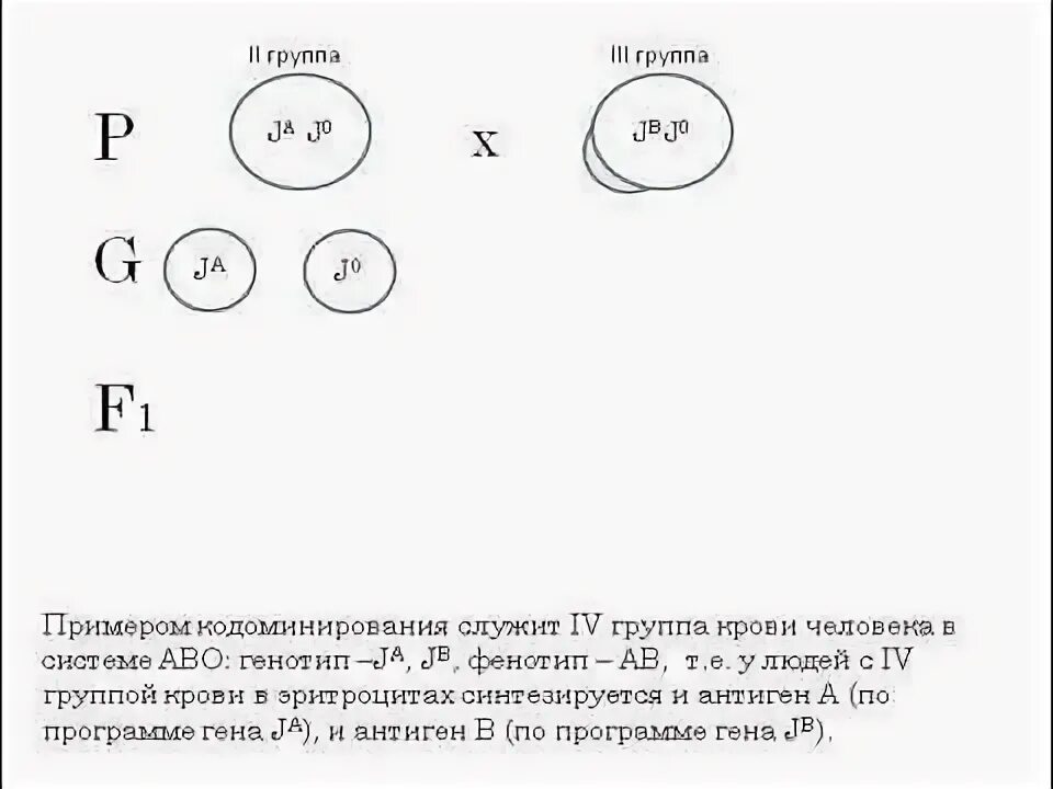 Пример кодоминирования у человека Кодоминирование аллельных генов