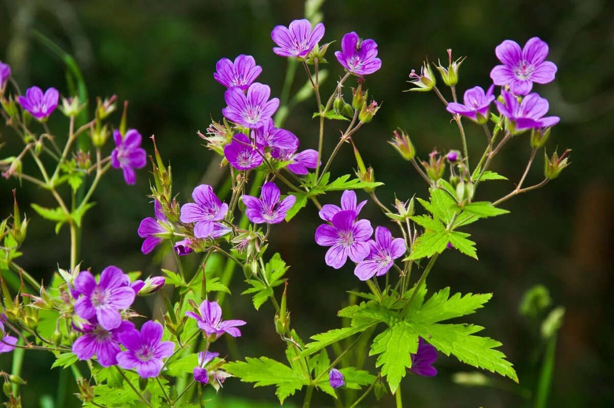 Герань внутрь. Герань Лесная (Geranium sylvaticum). Герань Лесная (geraniumsilvaticum). Герань Луговая и Лесная. Герань Лесная журавельник.