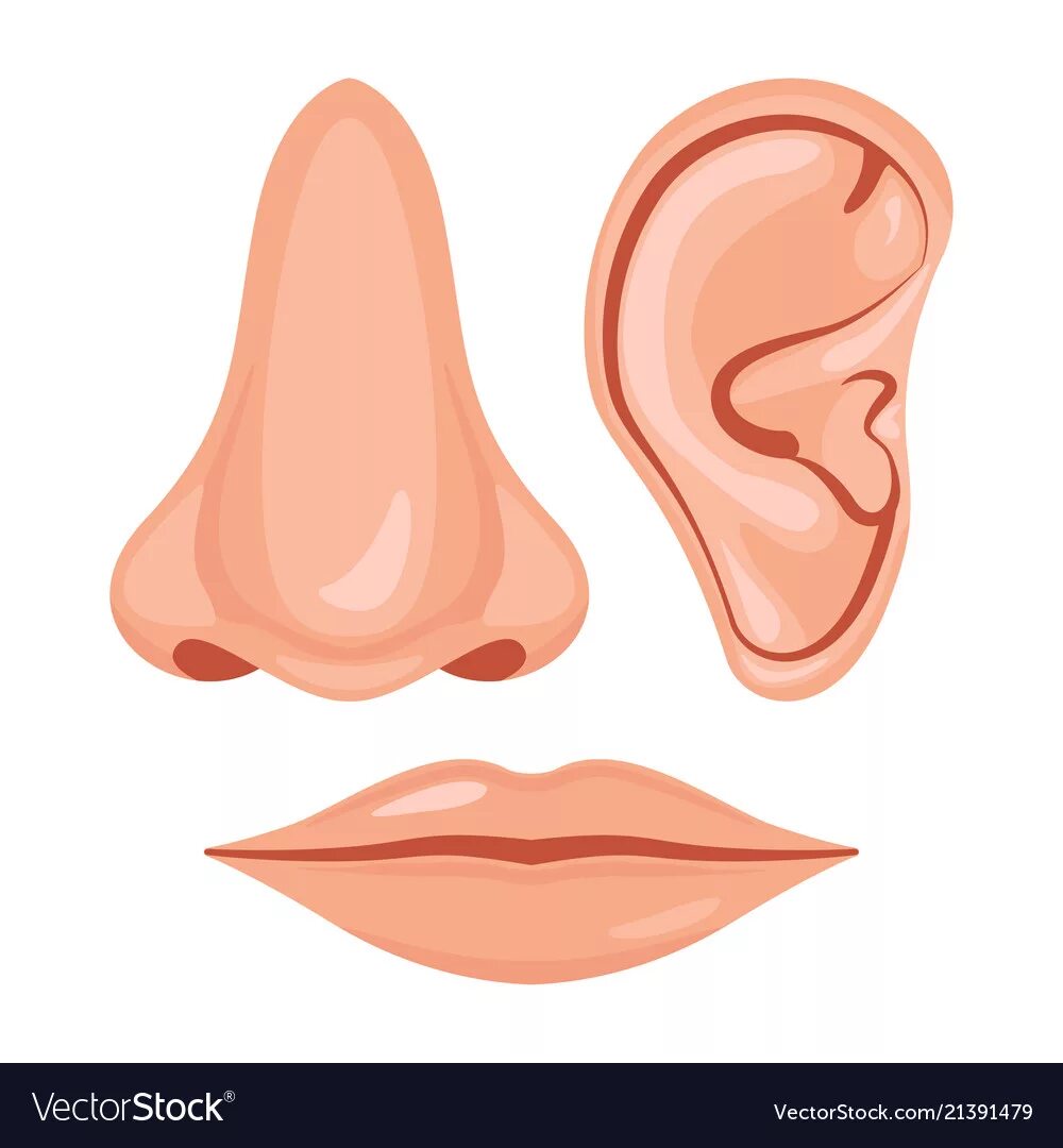 ухо губы. звуки и буквы. части лица для аппликации. ухо губы. части лица для детей.