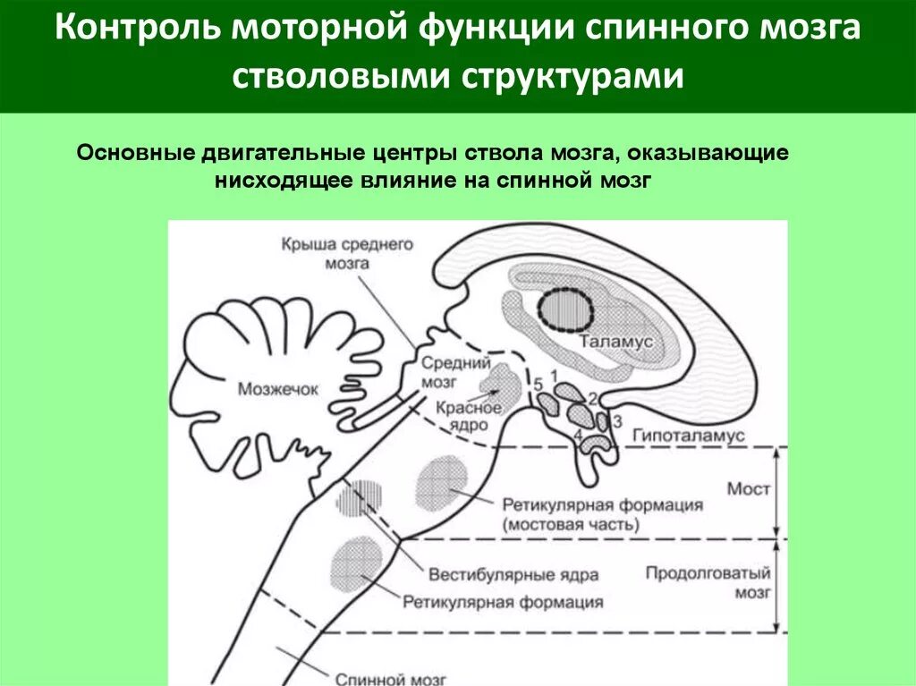 Двигательный центр спинного мозга. Двигательные центры ствола головного мозга. Двигательные функции ствола мозга. Двигательные системы ствола головного мозга это. Локомоторный центр ствола мозга.