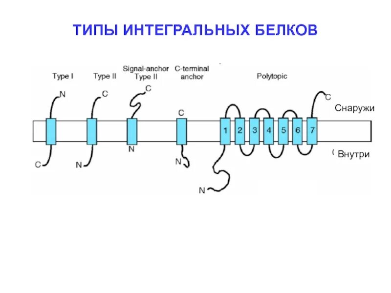 Интегральные белки какие. Интегральные белки мембраны. Интегральный мембранный белок. Типы интегральных белков. Интегральные белки виды.