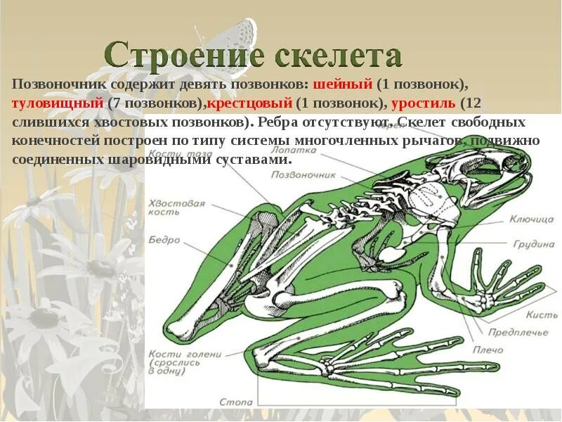 Земноводных корень. Опорно двигательная система земноводных. Опорно двигательная система лягушки скелет. Опорно двигательная система земноводных амфибий. Строение скелета амфибий.