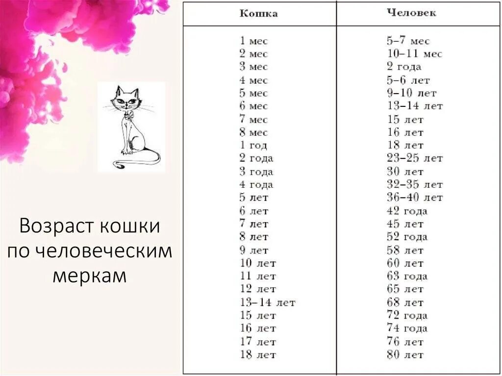 Сколько лет первой. По человеческим меркам кошачий Возраст 1 год. Возраст кошки человеческим меркам таблица. Сколько кошке лет по человечески таблица. Возраст кота по человеческим меркам 5 лет.