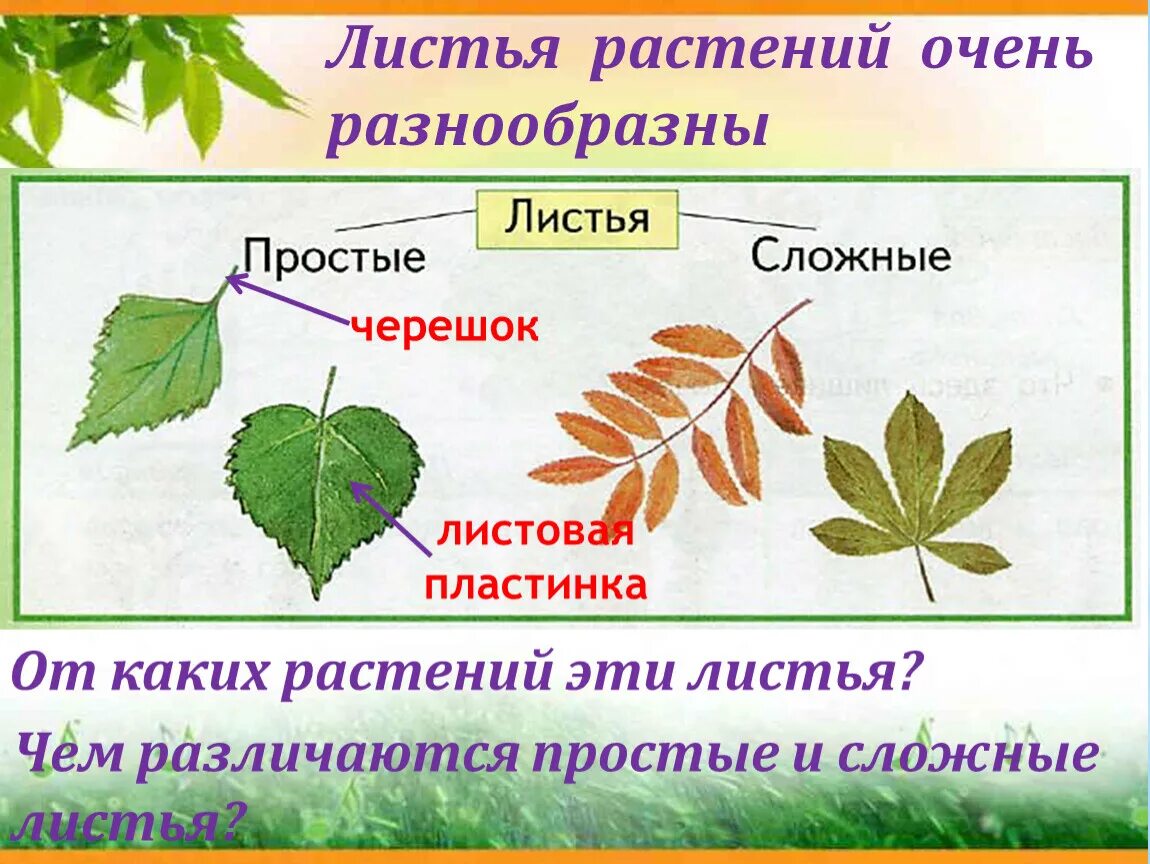 Черешок листа простые и сложные листья. Лист черешок листовая пластинка. Названия сложных листьев. Простые и сложные листья растений. Какой лист называют сложным