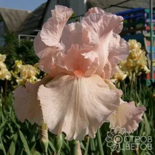 Iris full
