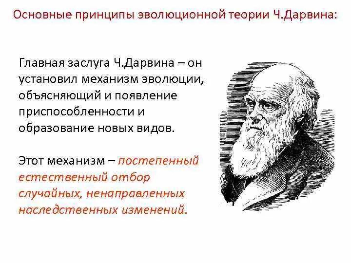 Основоположник учения об эволюции. Основные принципы эволюционного учения дарвина. основные принципы теории ч.дарвина:. принципы эволюционной теории дарвина. эволюционная теория чарльза дарвина.