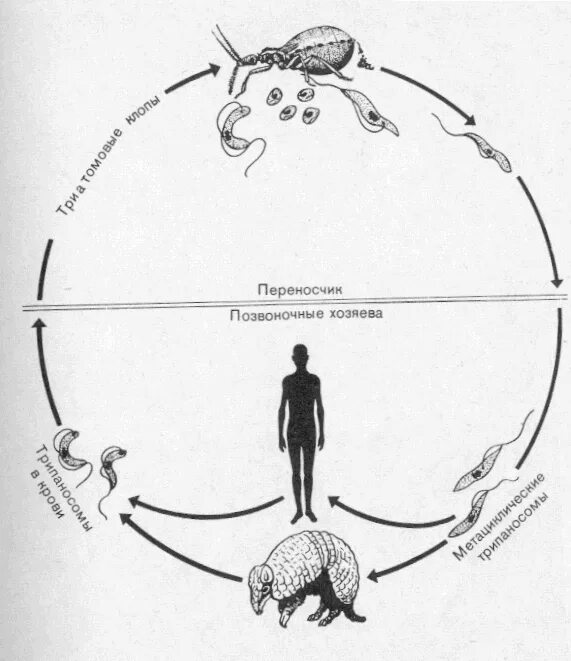 Жизненный цикл возбудителя. Жизненный цикл трипаносомы схема. Жизненный цикл лямблии схема. Болезнь Чагаса жизненный цикл. Трипаносомоз болезнь Чагаса жизненный цикл.