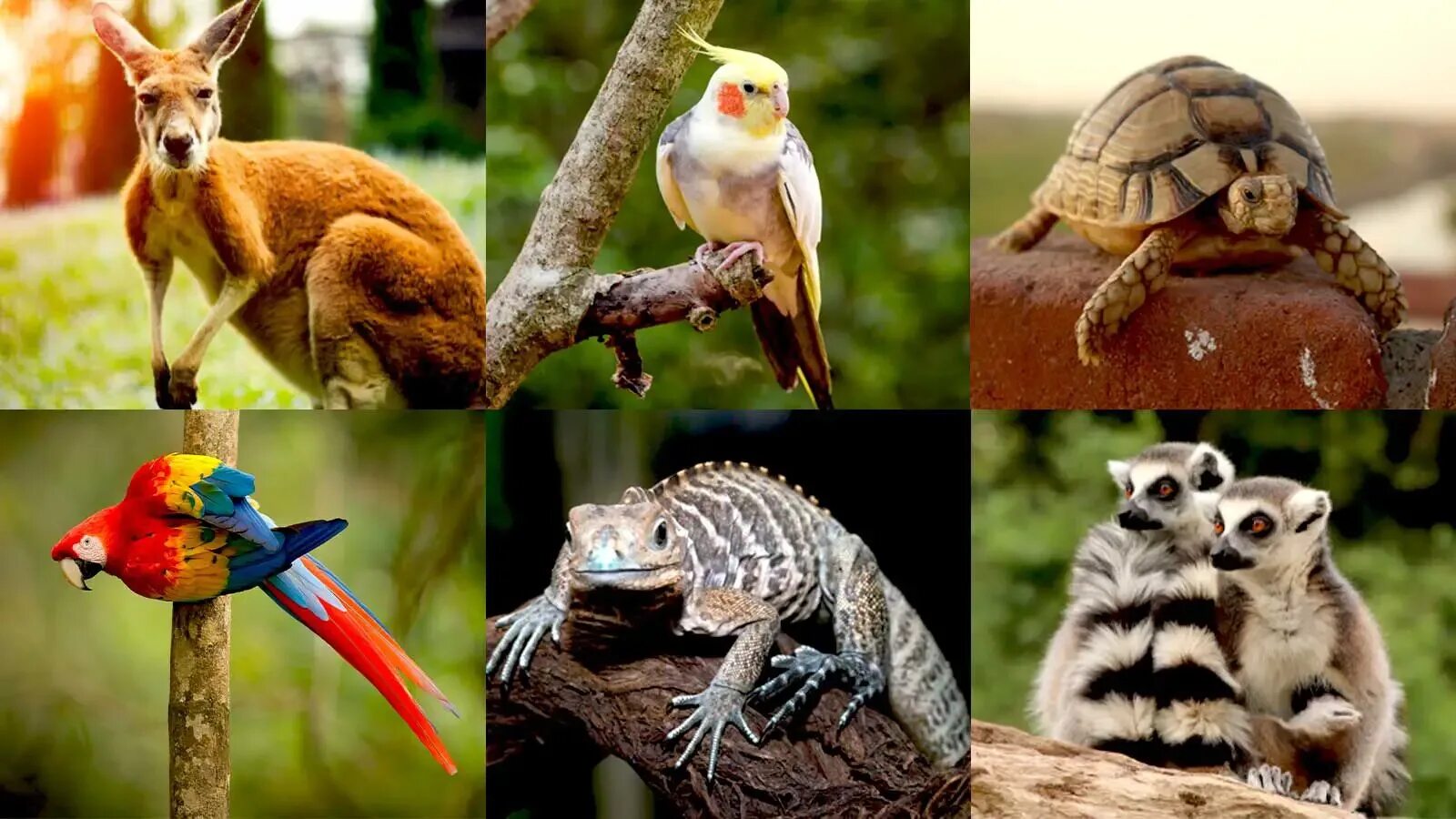 Exotic animals pets. Экзотические животные. Санкт Петербург экзотические животные. Любого экзотического питомца. Страны в которых разрешено заводить экзотических животных.