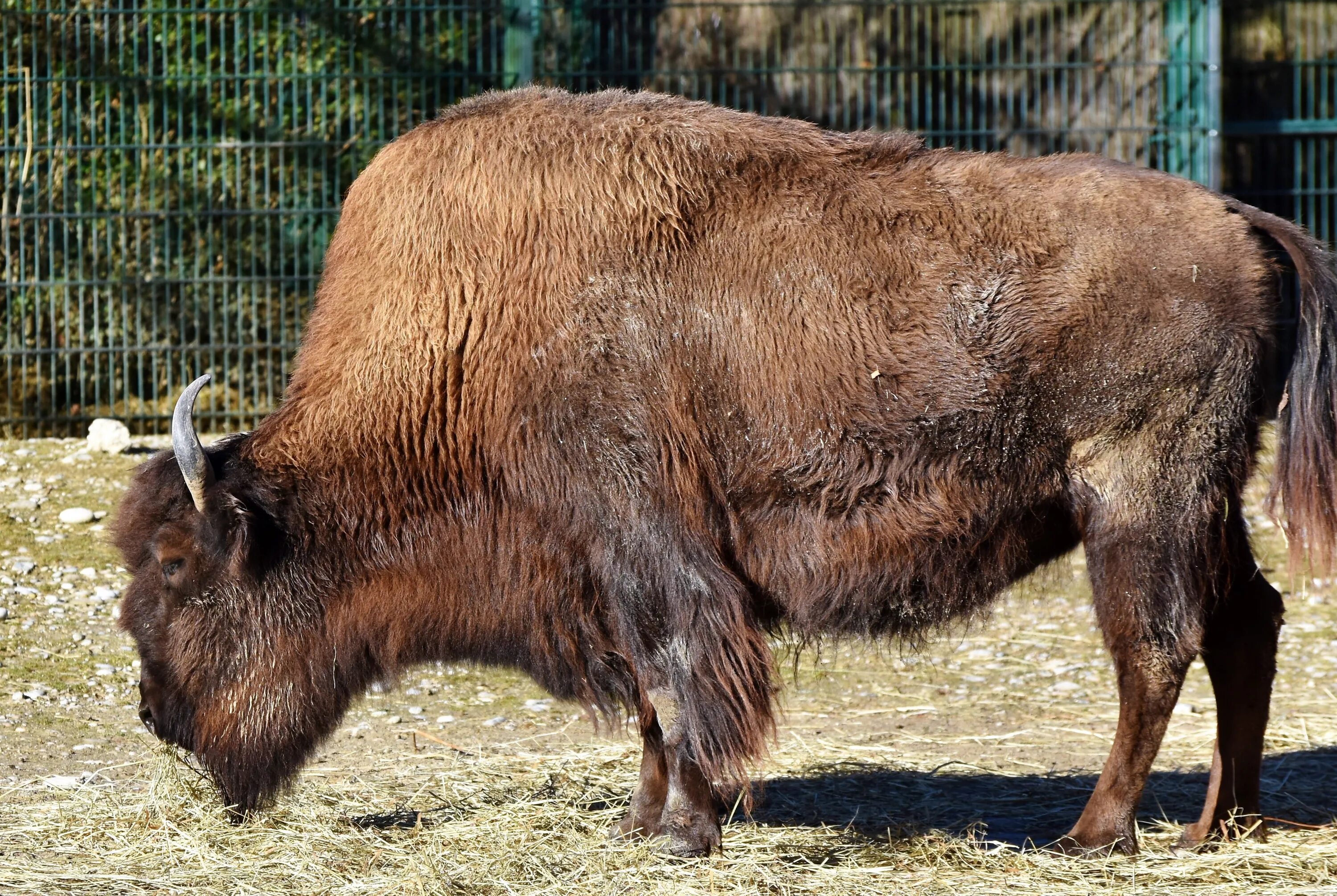 Широколобый Бизон. Древний большерогий Бизон. Bison bonasus. Похожи на зубров.