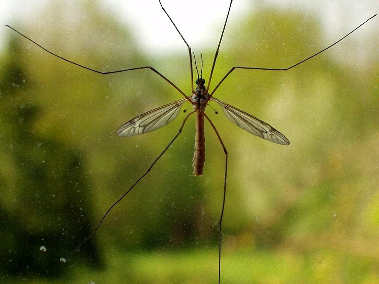 Комар большой как называется с длинными. Малярийный комар долгоножка. Карамора комар долгоножка. Муха долгоножка. Малярийный комар большой комар.