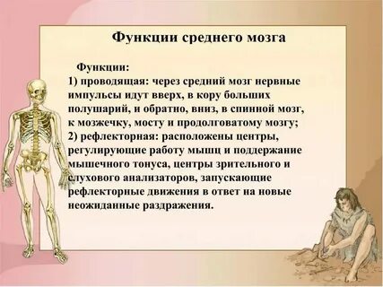 Продолговатый мозг отвечает за