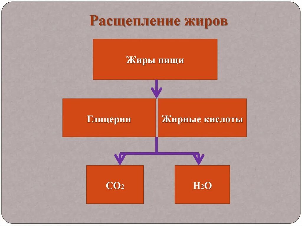 Завершение расщепления белков углеводов. Расщепление жиров. на что расщепляются жиры. схема расщепления жиров в организме. распад жиров.