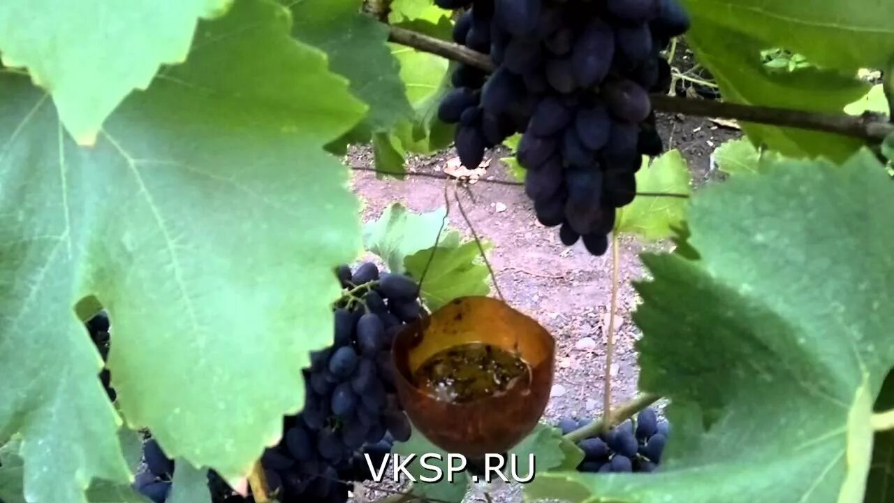 Как спасти виноград от ос. Защита винограда от ос. защита винограда от птиц. спасаем виноград от ос. осы едят грозди винограда.