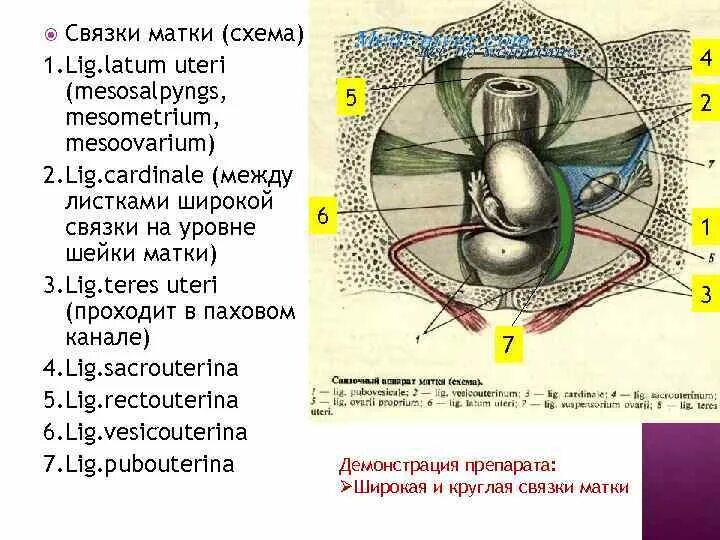 Где находятся круглые связки