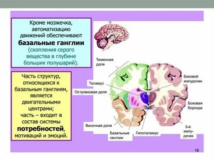 Скопления серого вещества полушарий