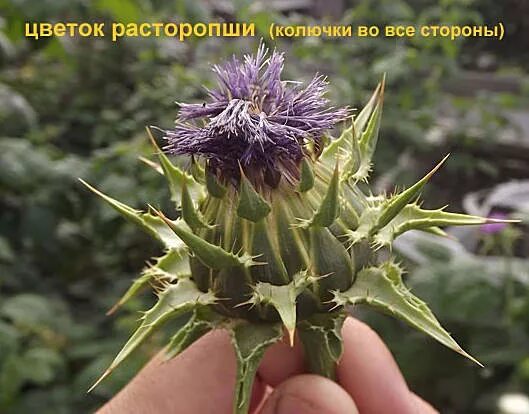Расторопша как сушить. Расторопша пятнистая дебют. расторопша высохшая. расторопша сушеная. расторопша когда собирать семена.