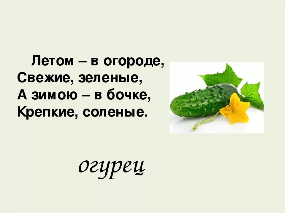 Огурцы помидоры возьмешь. Загадка про огурец. Загадка про огурец для детей. Загадка про огурец для дошкольников. Стих про огурец.