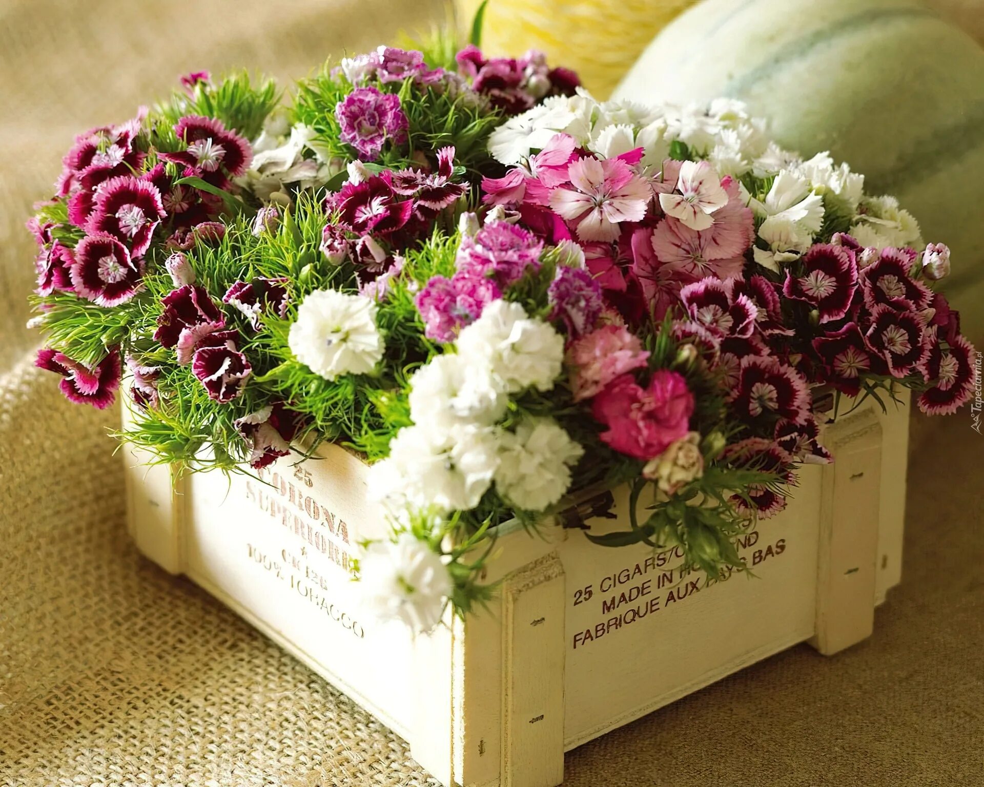 Диантус цветы. Ящик с цветами. Красивый букет цветов. Букеты в ящике из живых цветов.