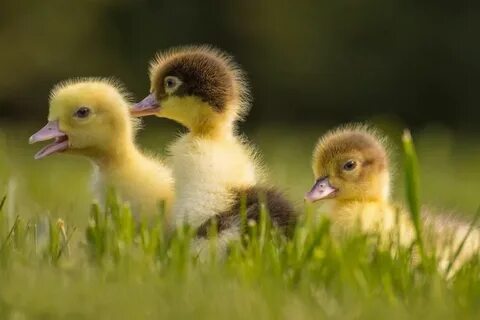 3 ducks