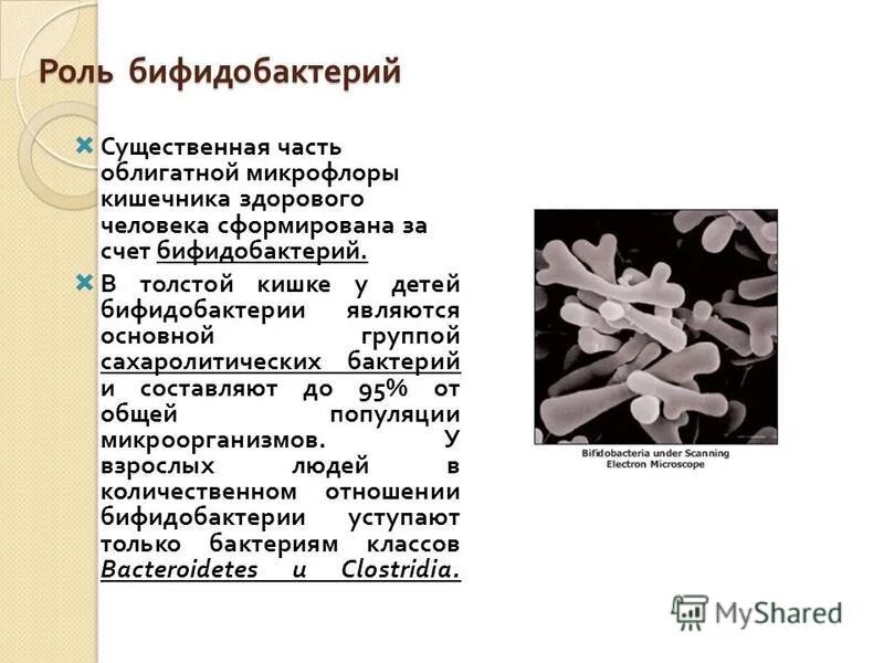 Роль бактерий толстого кишечника человека. Бифидобактерии бифидум + лактобактерии. Бифидобактерии характеристика микроорганизмов. Характеристика бактерий бифидобактерии. Характеристика бифидобактерии бифидум.