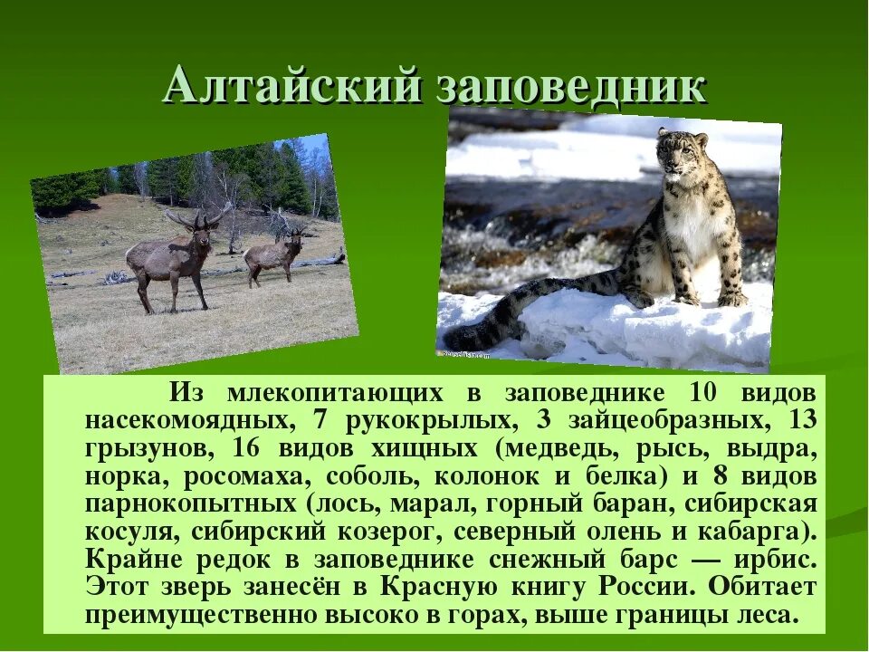 Заповедники доклад 3 класс. Алтайский заповедник п. Рассказ о заповеднике. Доклад о заповеднике. Рассказ о заповеднике России.