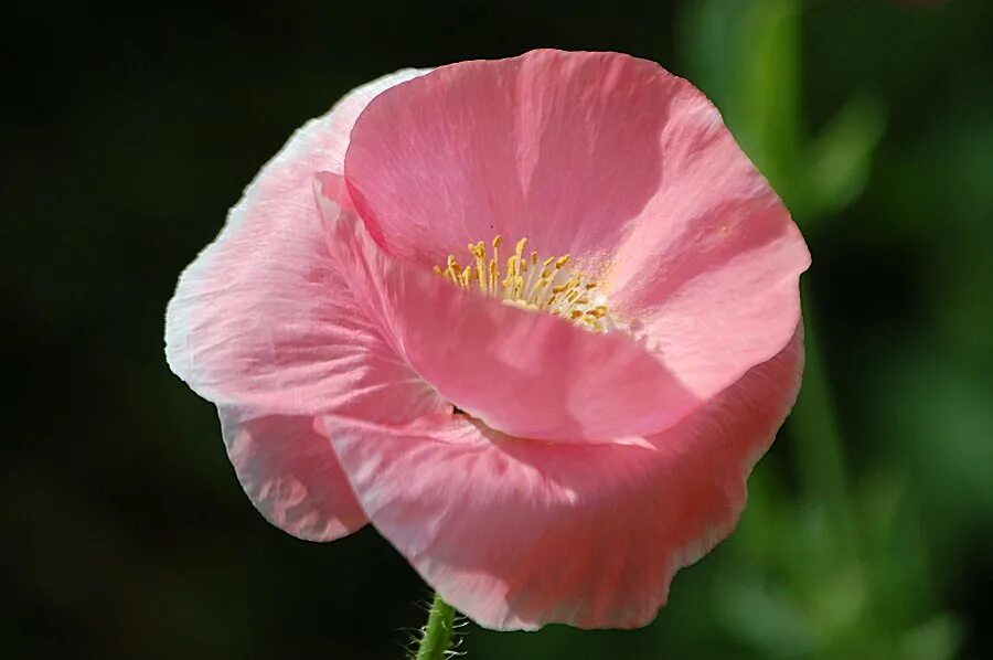 Мак Papaver розовый. Мак неженка. Мак голостебельный брызги шампанского. Розовые маки. Розовый мак 2