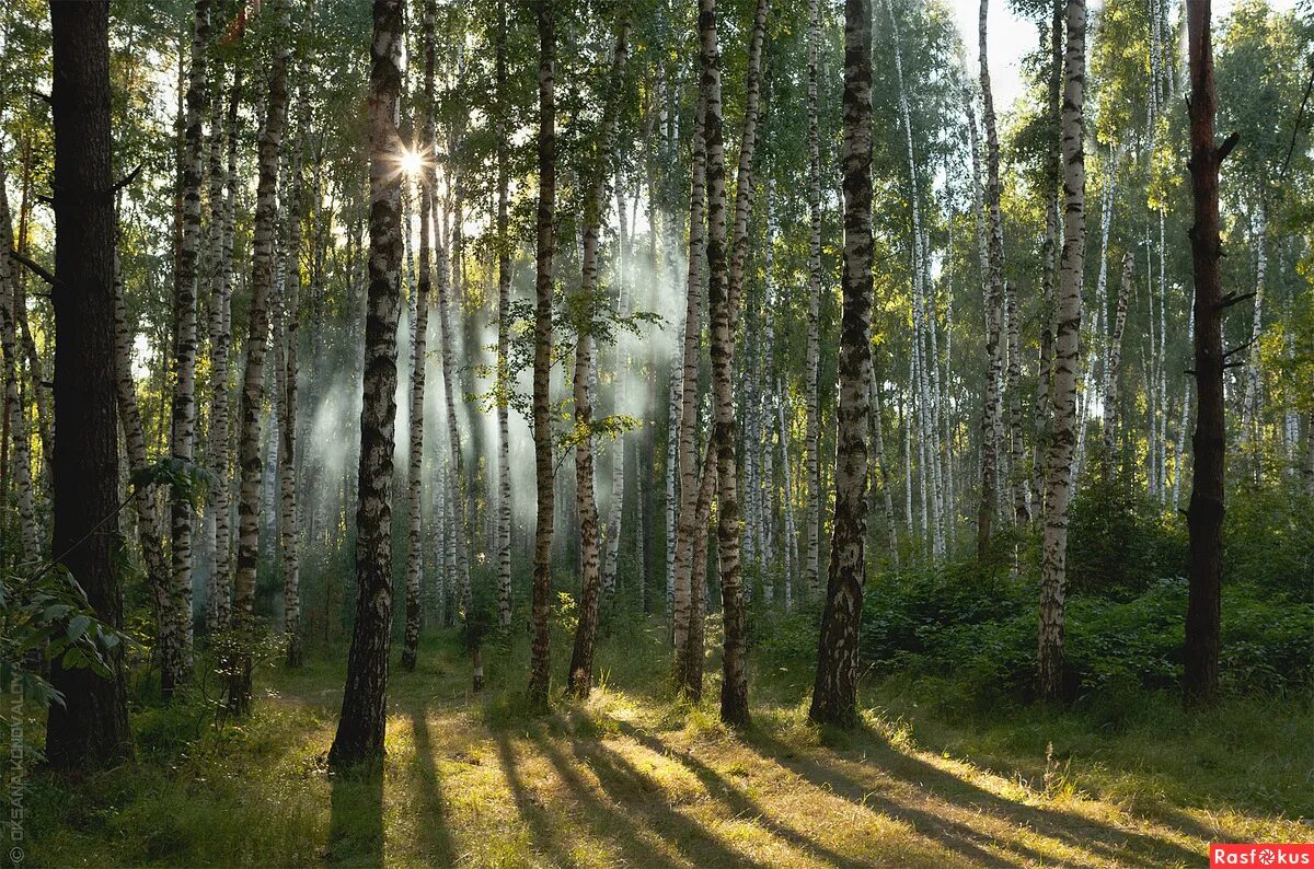 Русский лес Березовая роща. Березово еловый лес. Летний лес. Летом в лесу.