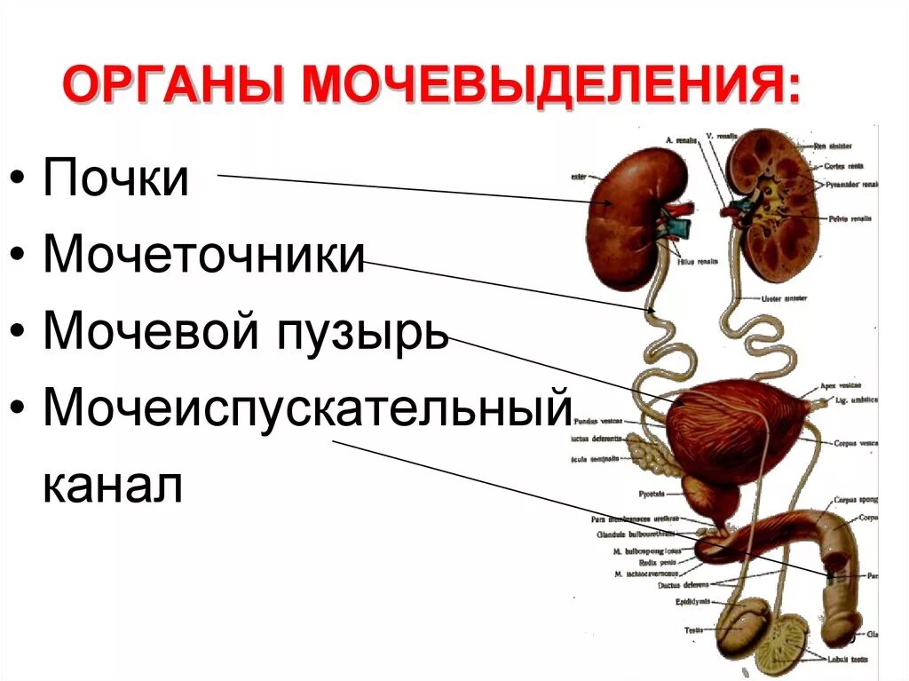 Пузыре или мочеточниках. Анатомия мочевыделительной системы строение почки. Мочеполовая система анатомия человека мочевой пузырь. Схема мочевая система почки органы мочевыделения. Схема органов мочевой системы животных.