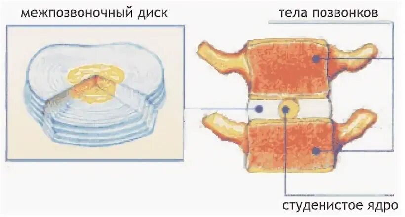 Студенистая ткань