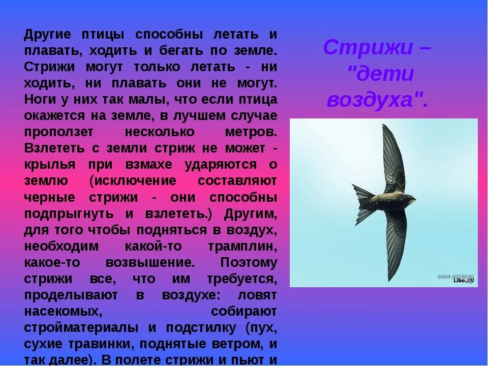 Стрижи сообщение 4 класс литературное чтение. Информация о стрижах. интересные сведения о стрижах. доклад о птице стриж. сообщение о стрижах.