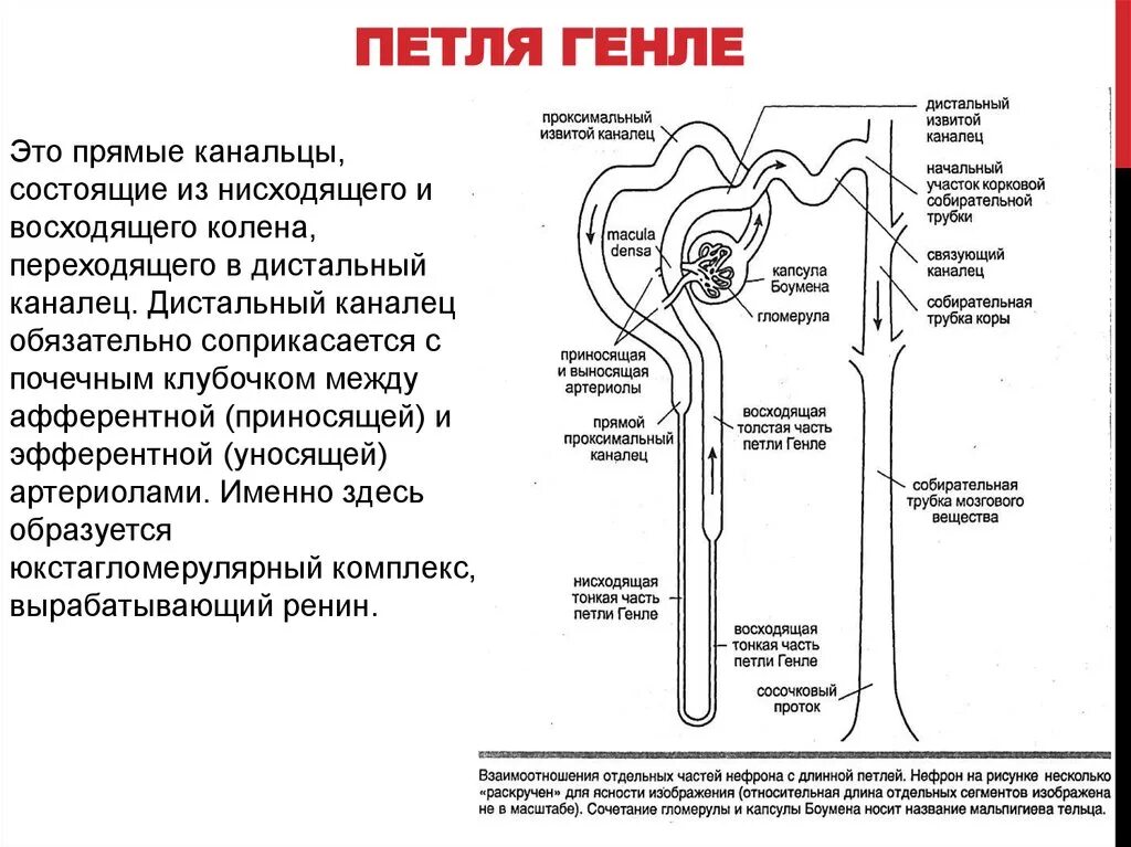 Движение мочи по собирательным трубочкам пирамид. Отделы нефрона петля Генле\. Отделы нефрона почки физиология. Функции дистального канальца нефрона. Строение петли нефрона гистология.