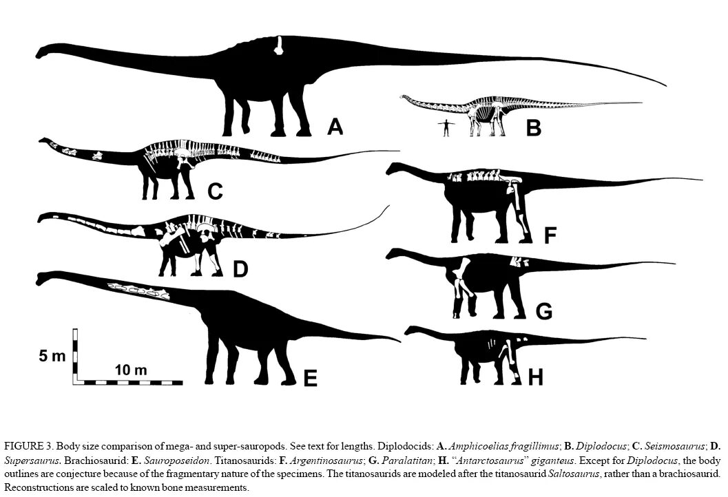 Сравнение динозавров. Диплодок Аргентинозавр. Амфицелия фрагиллимус. Зауропод амфицелий. Кит зауропод Argentinosaurus.