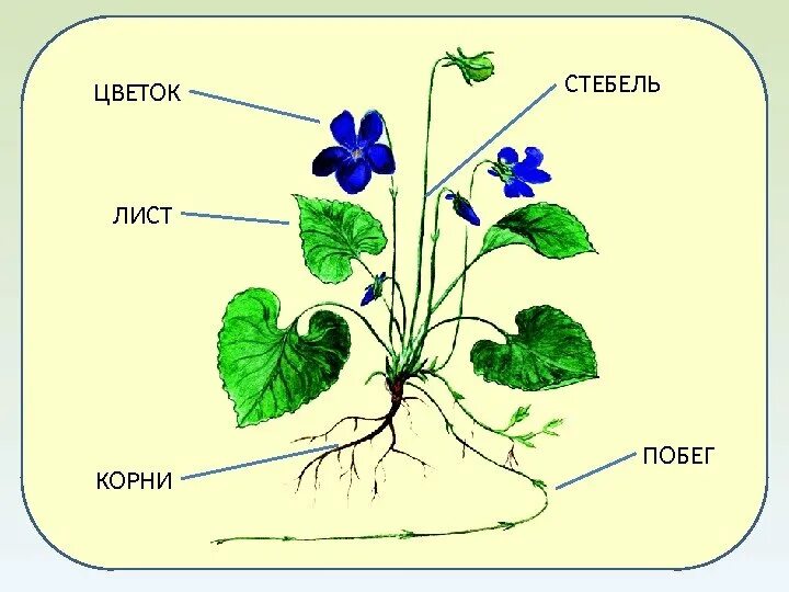 Строение побега фиалки. Фиалка строение органов. Фиалка строение растения. Строение цветка стебель лист корень.