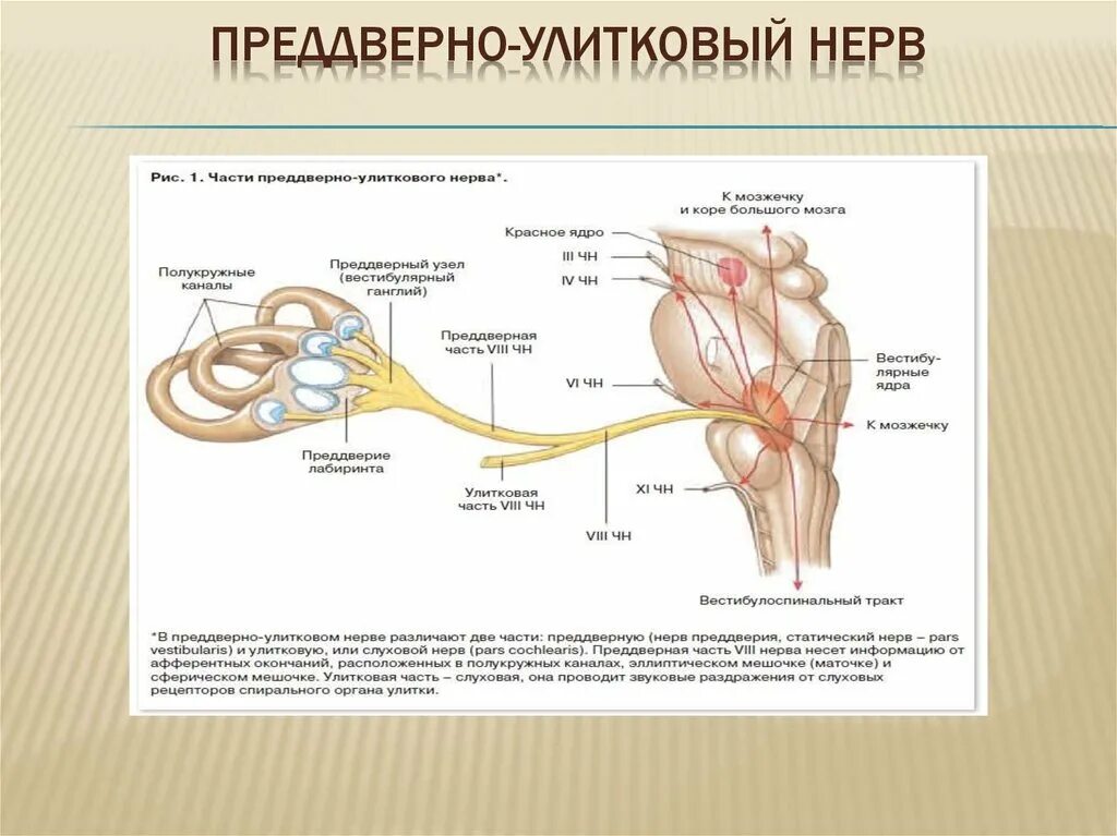 Преддверно улитковый анализатор схема. Преддверный корешок преддверно улиткового нерва. Преддверно улитковый нерв и слуховой нерв. Ядра преддверно улиткового нерва. Строение вестибулярного нерва