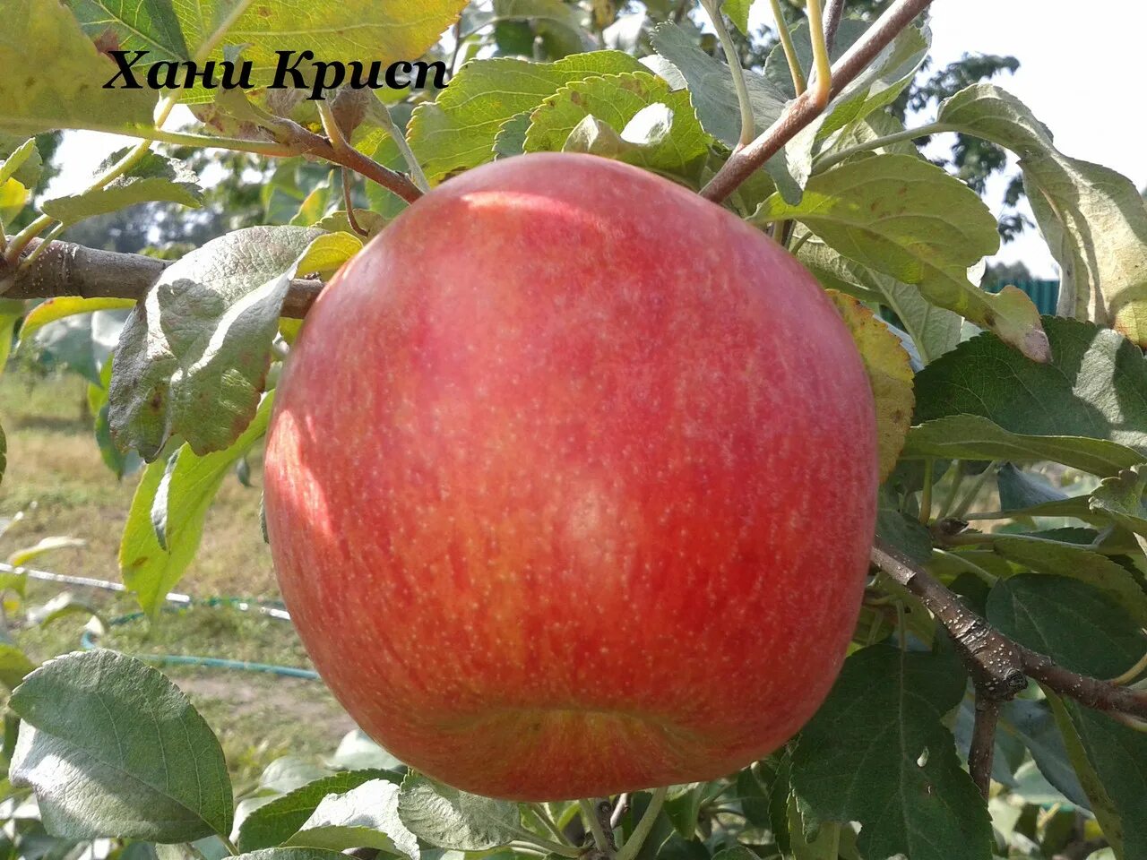 Яблоня хоней крисп описание отзывы. Сорт яблони хани крисп. сорт яблок хани крисп. сорт хани крисп. сорт яблони хоней крисп.