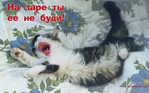 Песня про бинокль. Не будите во мне зверя картинки. Не будите во мне зверя прикол. Включи не буди. Разбудить забыли.