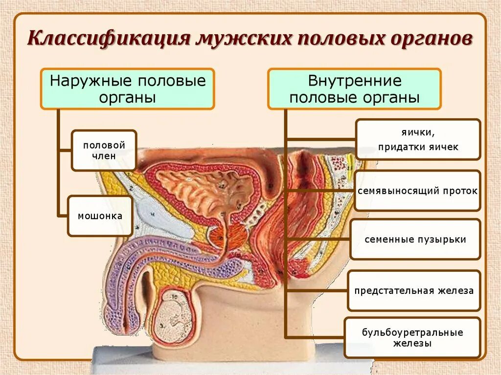 Внутренние органы мужской половой системы. Внутренние мужские половые органы. Наружные половые органы мужчины. Половая система мужчины анатомия. Внутренние мужские пол органы.