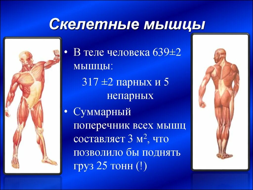 Мышцы орган человека. Мышцы человека. Мышечный скелет. Скелетные мышцы человека. Мышцы в человеческом организ.