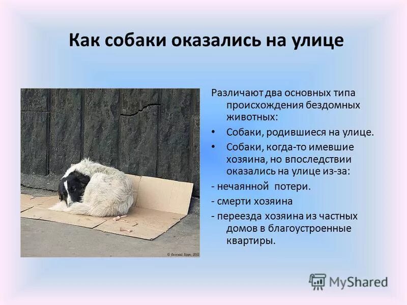 Гипотеза проекта про собак. Предмет исследования и объект исследования собак. Собака спасатильпрезентация. Темы исследовательских работ собаки. Сочинение на тему собака друг человека.