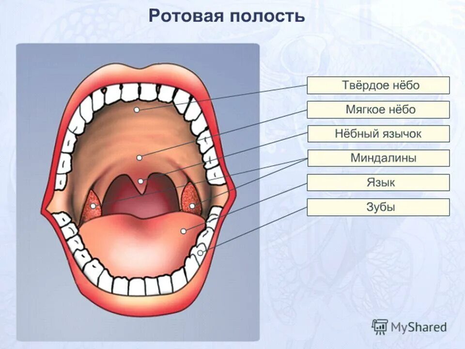 Полость рта зубы