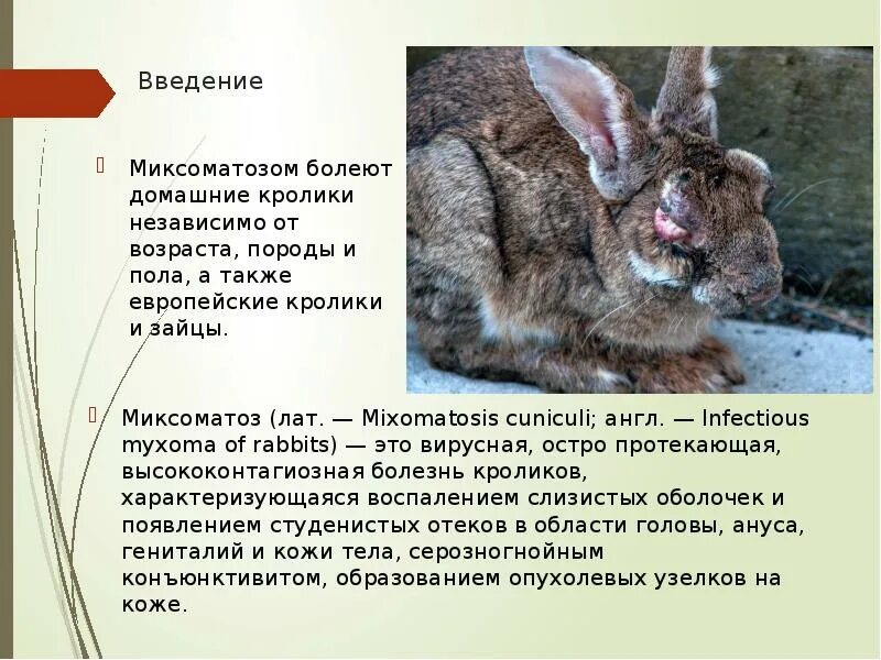 Миксомато́з - острое вирусное заболевание кроликов и других зайцеобразных, характ