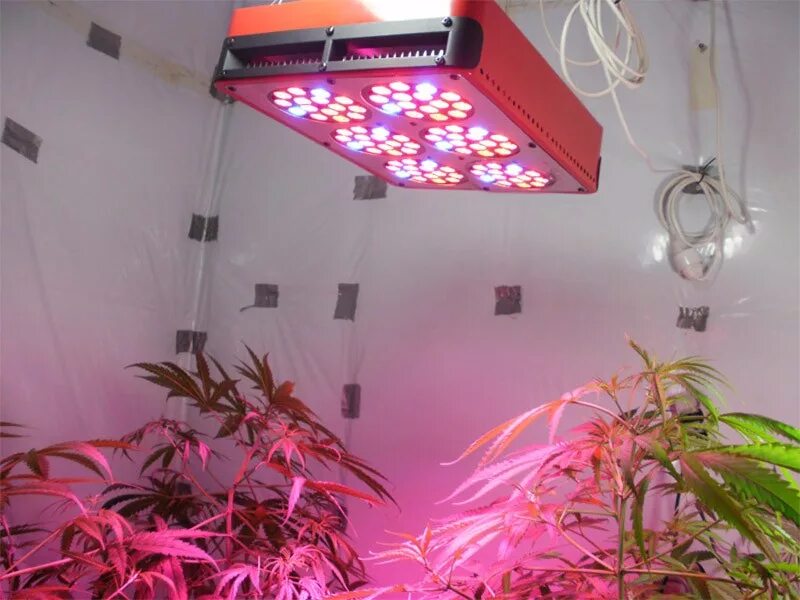 Led grow Light ap004. Лампы led 200 ватт для канабиса. Led лампы для растений 600w 220v. Apollo 4 лампа. Лампы для гроубокса