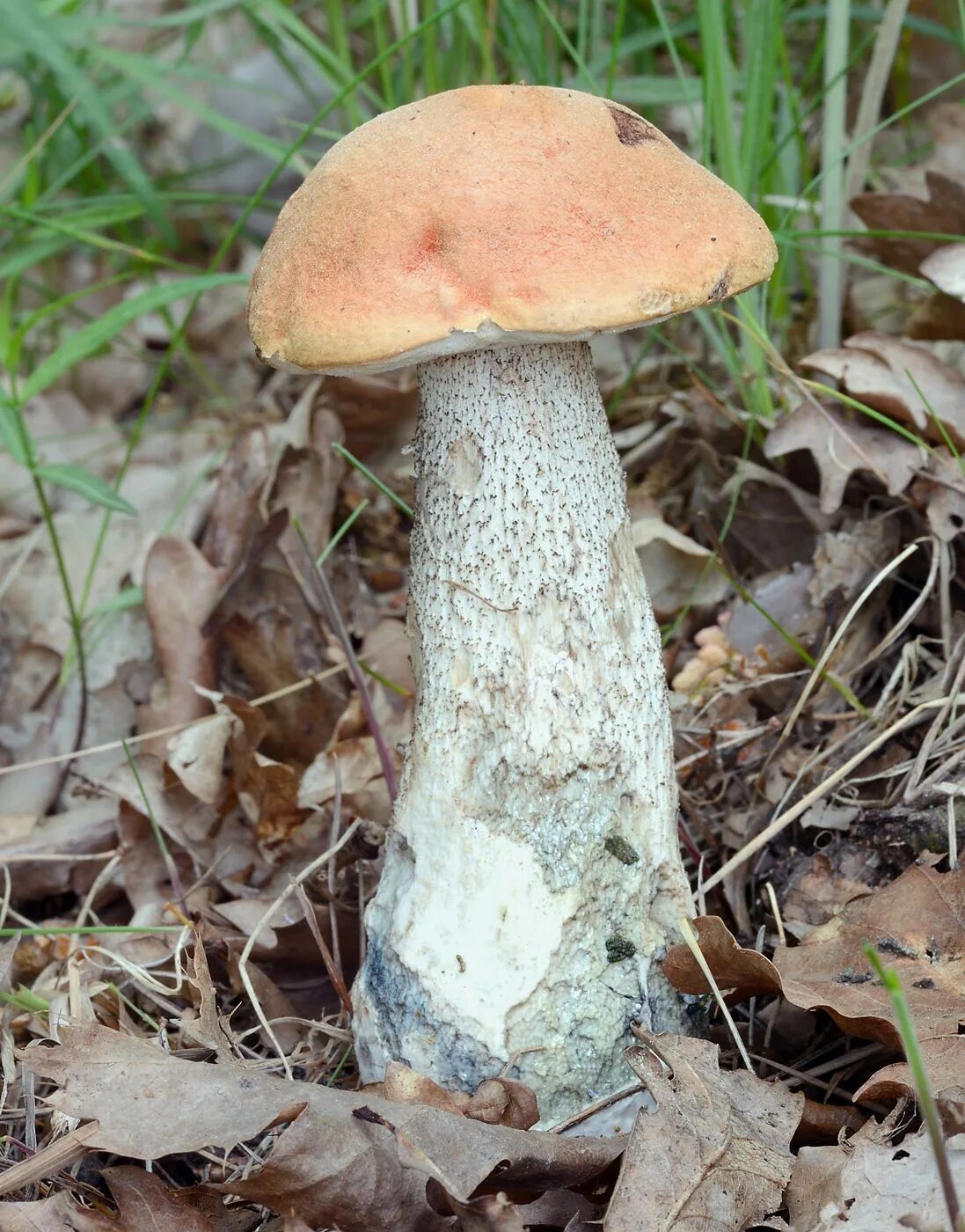 Красноголовики подберезовики. Подосиновик белый обабок. Подосиновик красноголовик. Подосиновик красный. Красный гриб подосиновик.