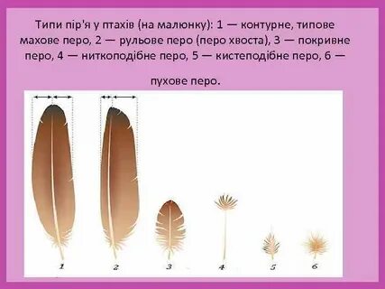 Крупные контурные перья хвоста это